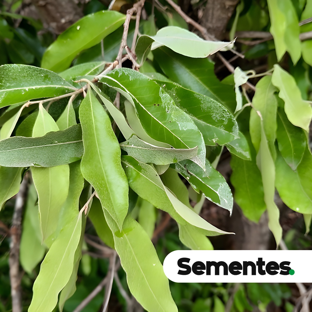 Moquilea tomentosa Benth. 3