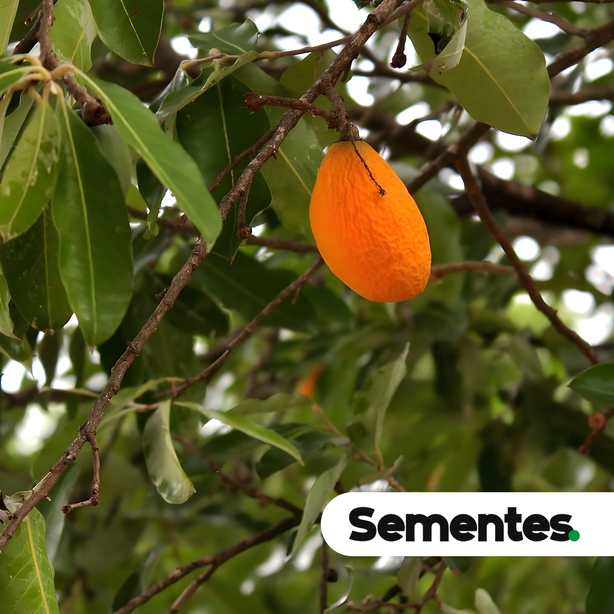 Moquilea tomentosa Benth. 4