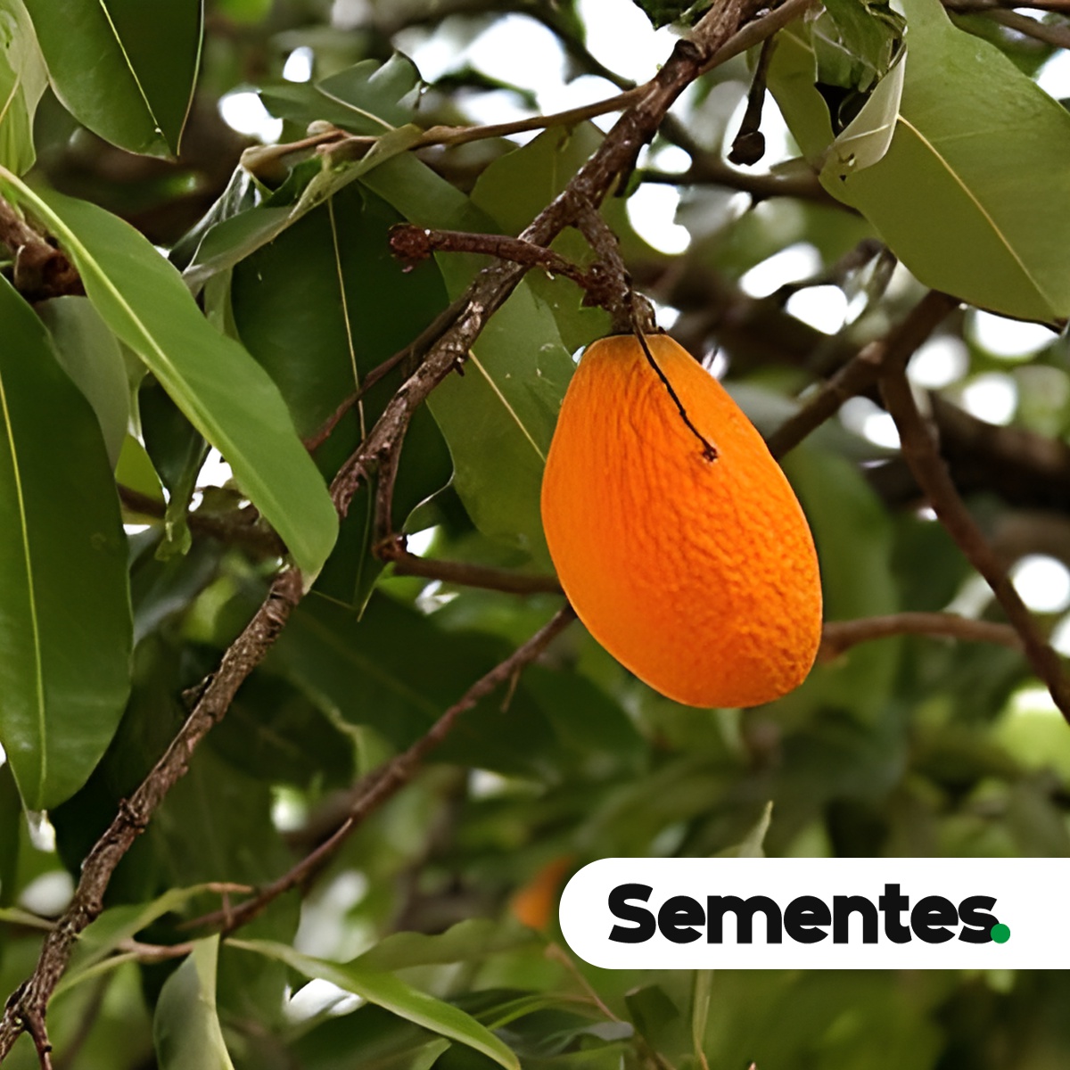 Moquilea tomentosa Benth. 5