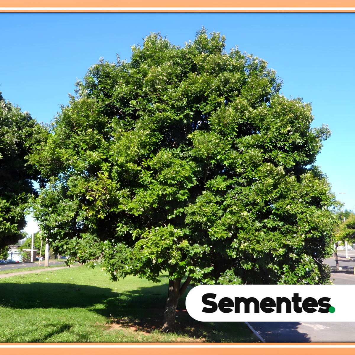 Moquilea tomentosa Benth. 6