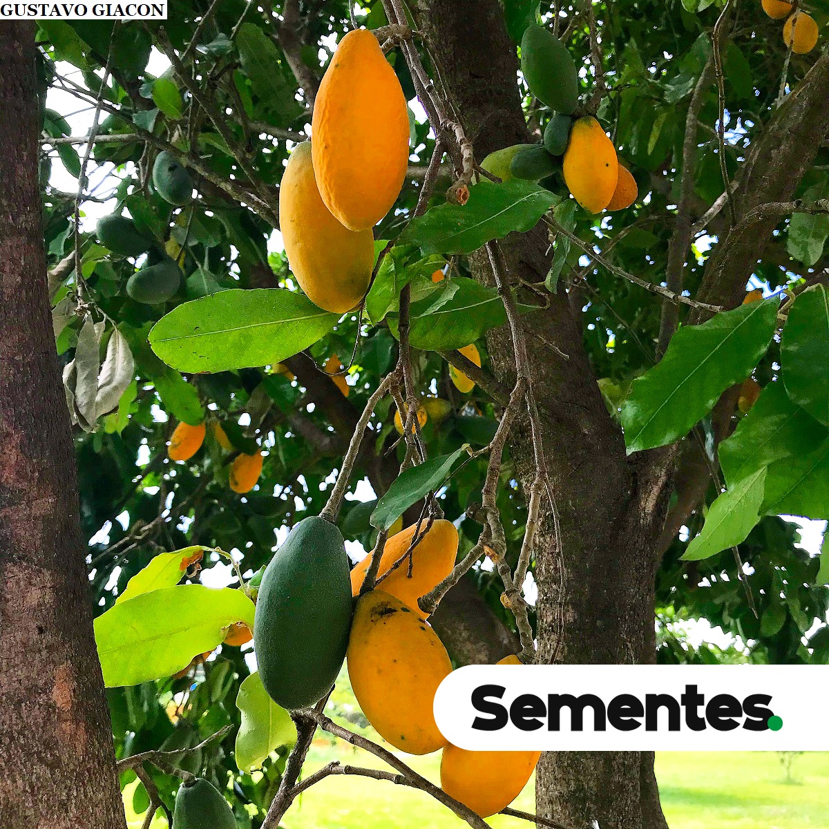 Moquilea tomentosa Benth. 7