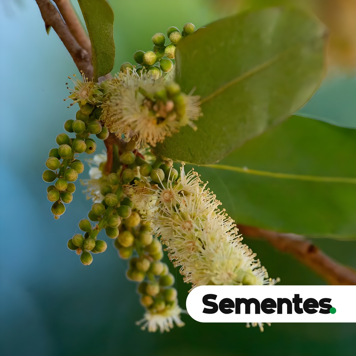 Moquilea tomentosa Benth. 8