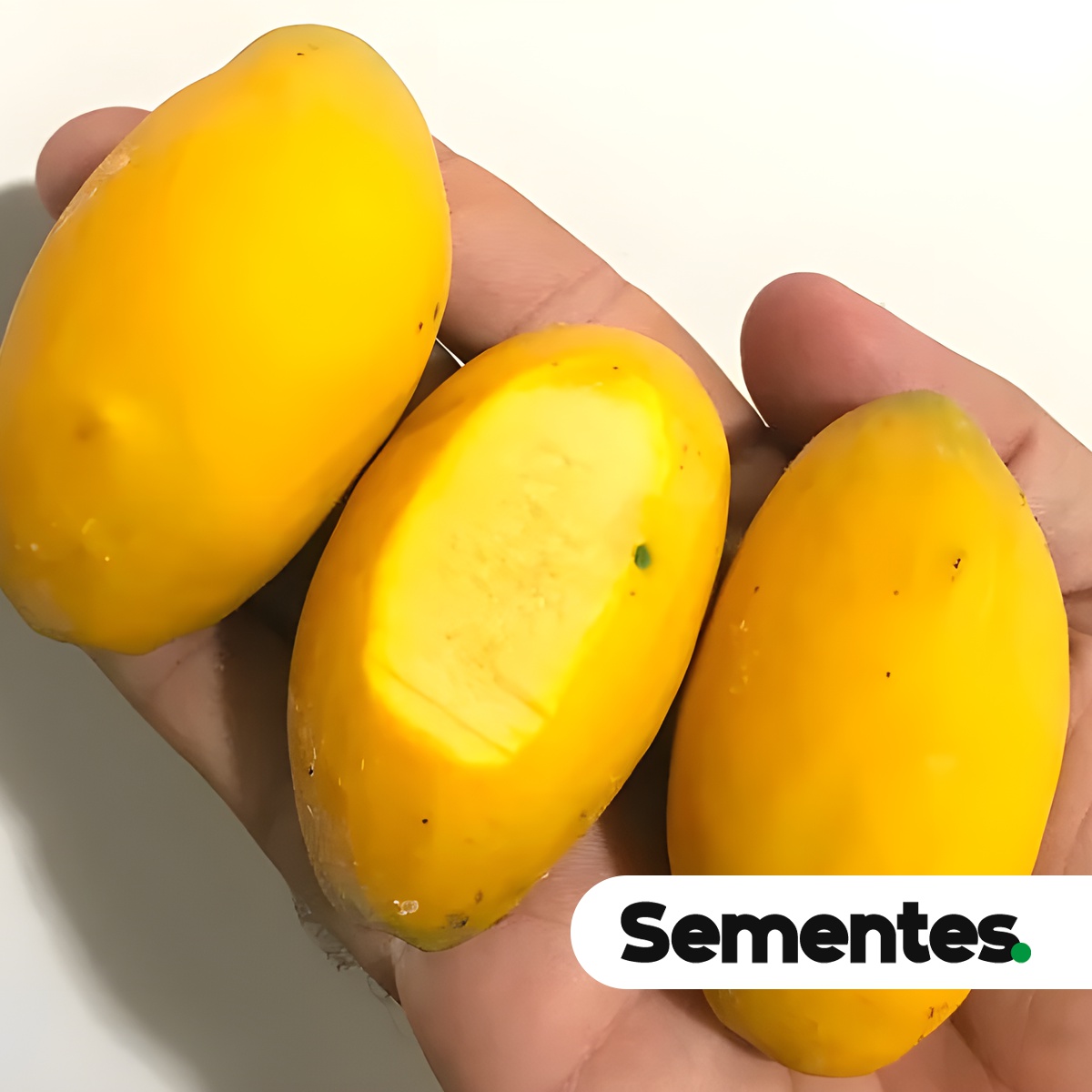 Moquilea tomentosa Benth. 9