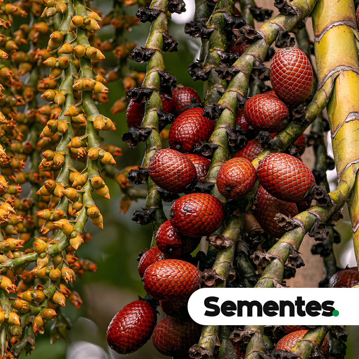 Sementes de buriti