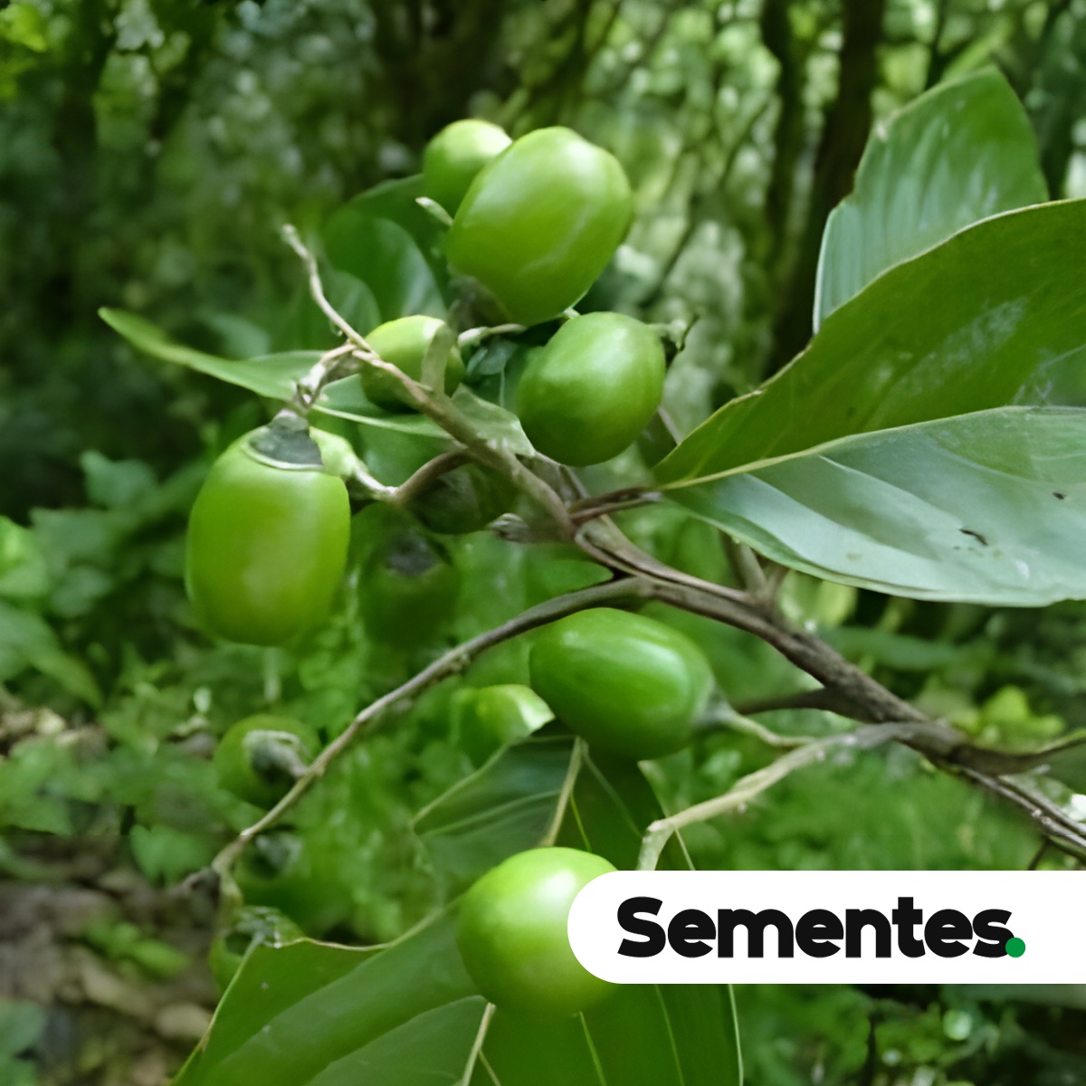 Sementes de itaúba