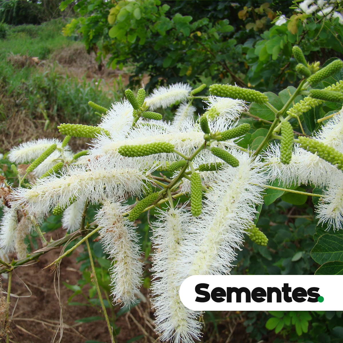 Mimosa caesalpiniifolia Benth. 2