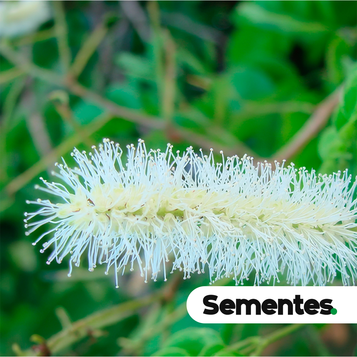 Mimosa caesalpiniifolia Benth. 3
