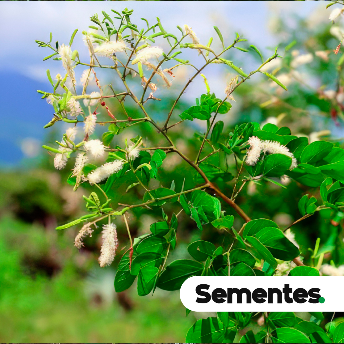 Mimosa caesalpiniifolia Benth. 4
