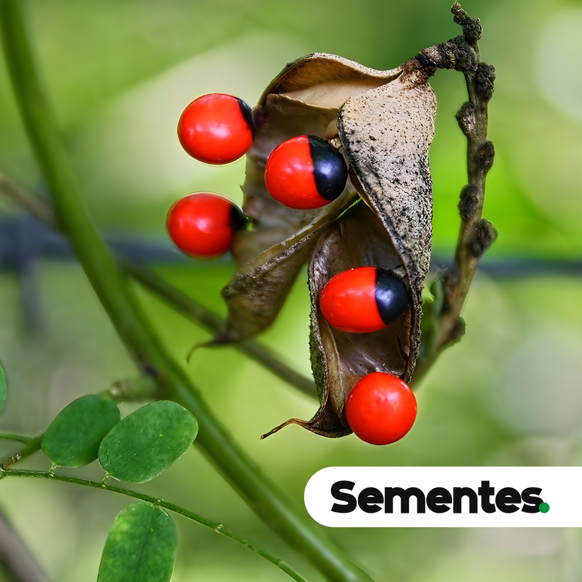 Ormosia arborea (Vell.) Harms