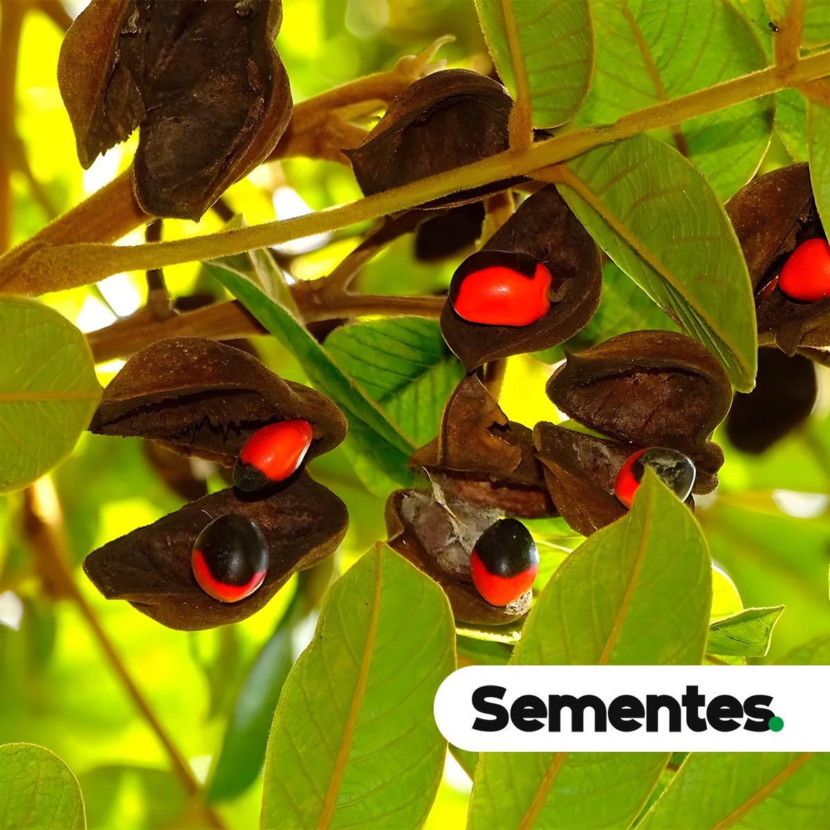Ormosia arborea (Vell.) Harms 3
