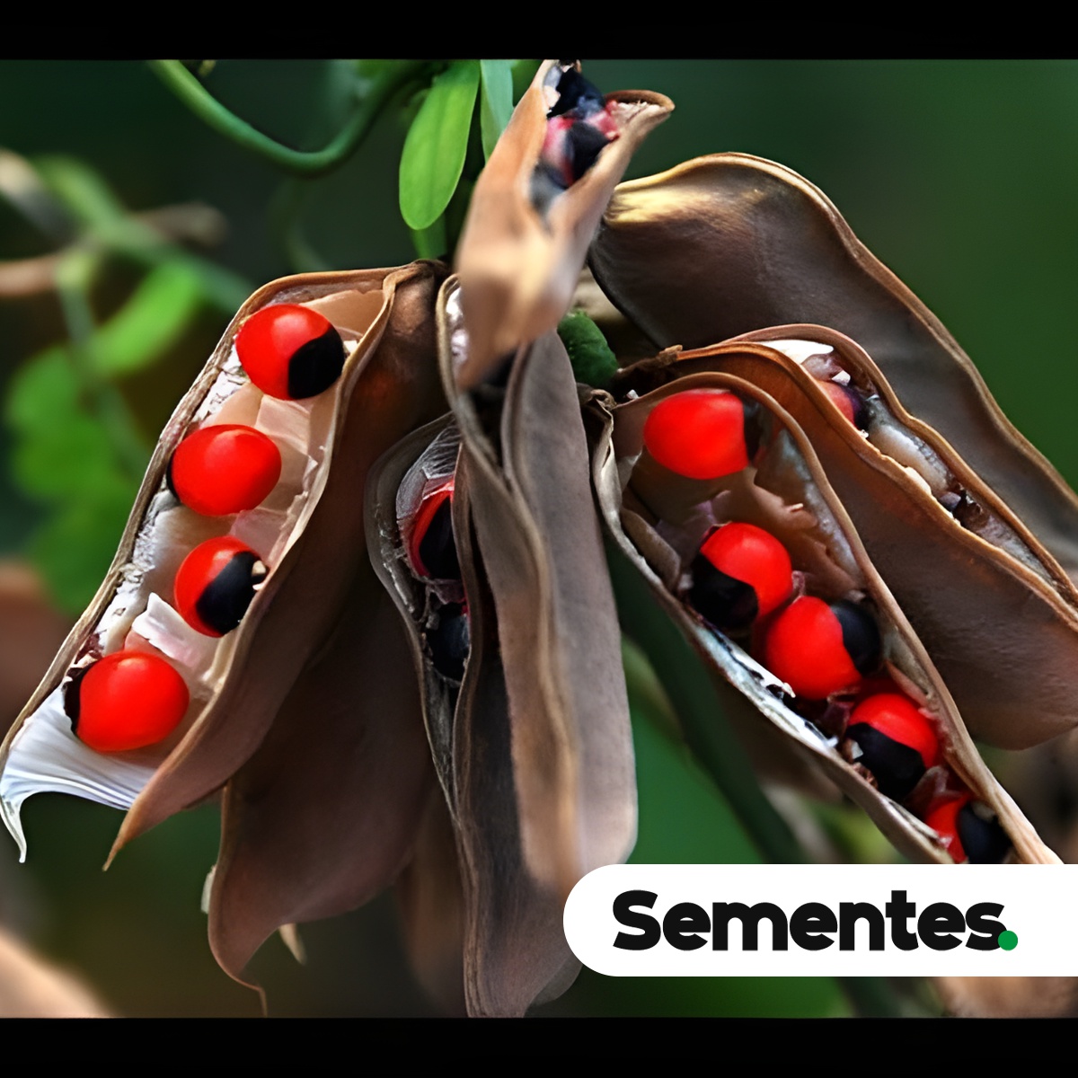 Ormosia arborea (Vell.) Harms 5