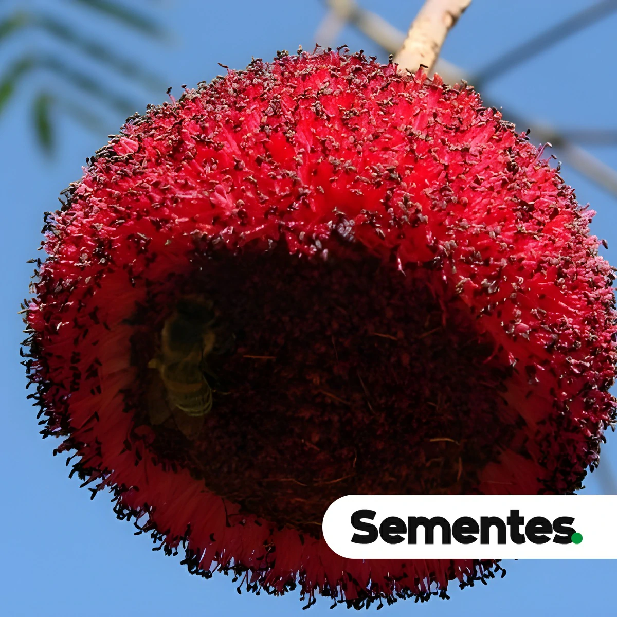 Sementes de angico