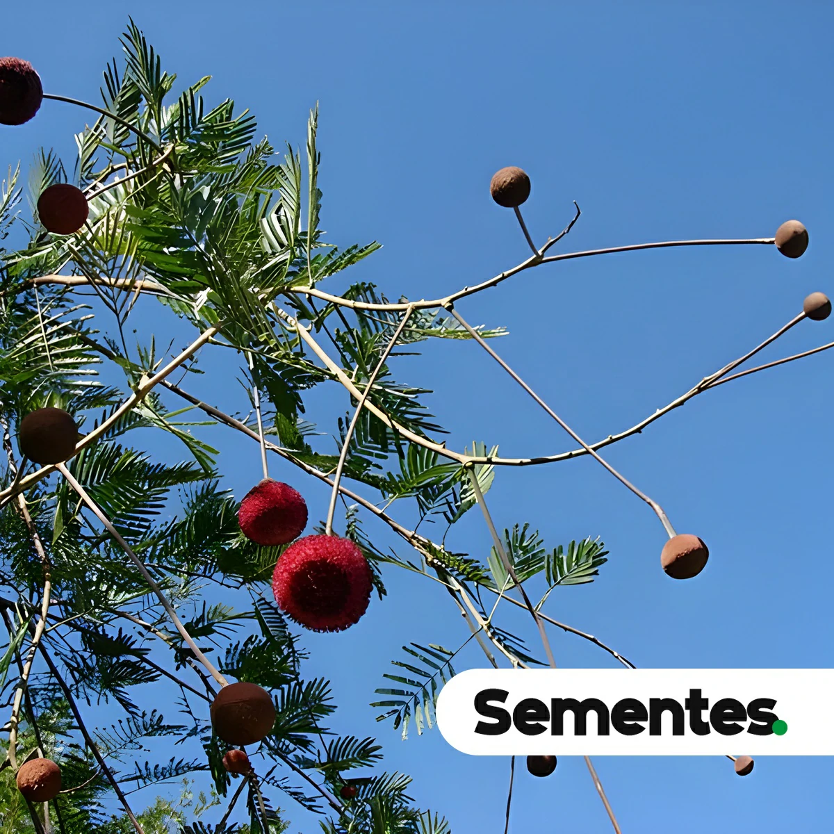 Parkia pendula (Willd.) Benth. ex Walp. 2