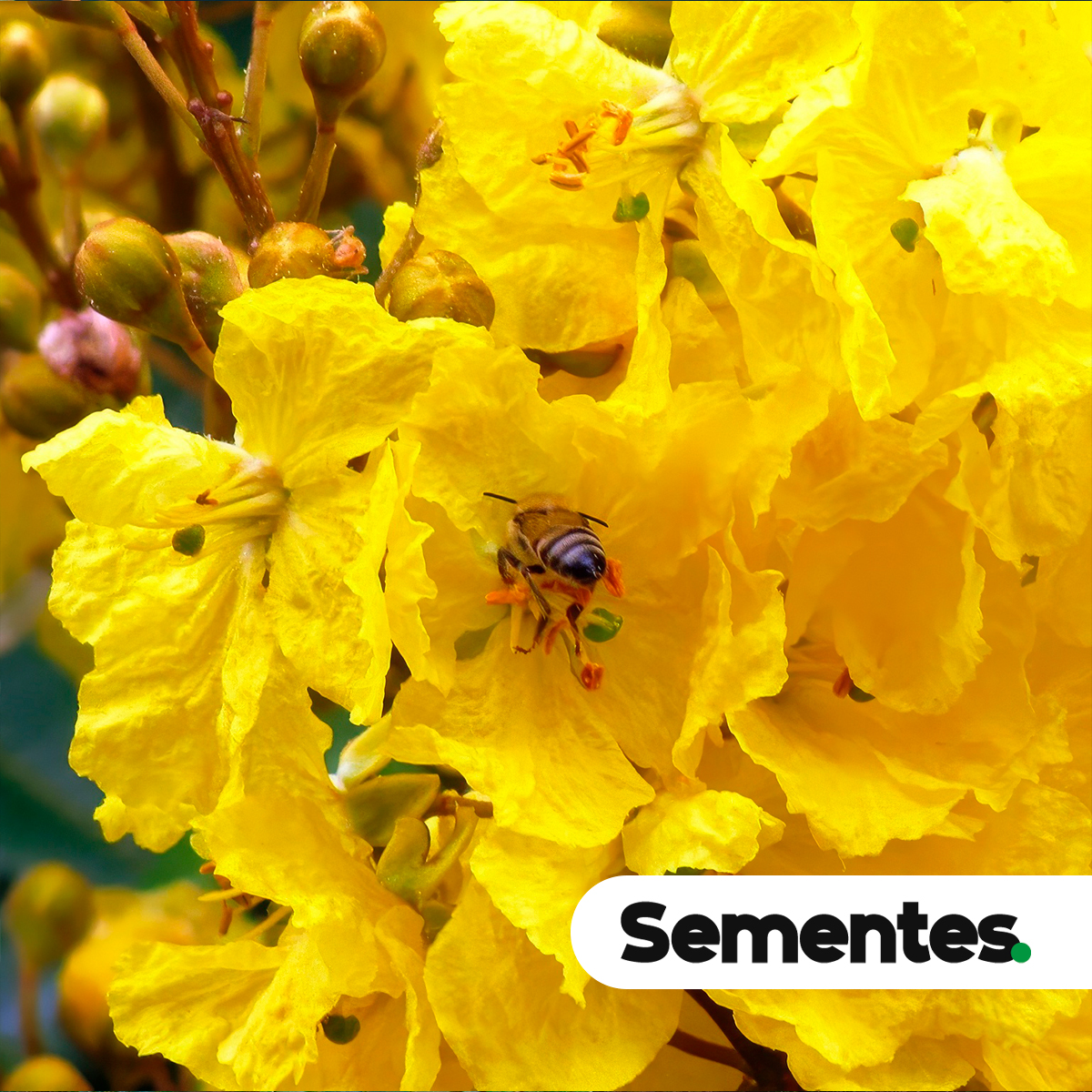 Sementes de canafístula