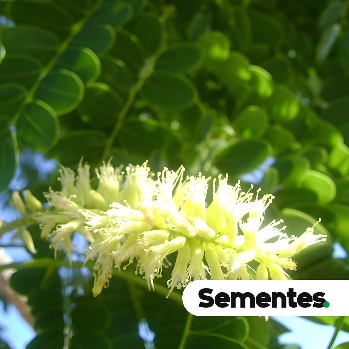 Sementes de vinhático