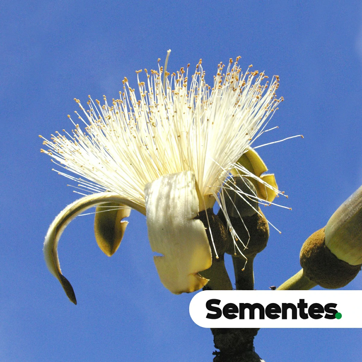 Pseudobombax tomentosum (Mart.) A.Robyns