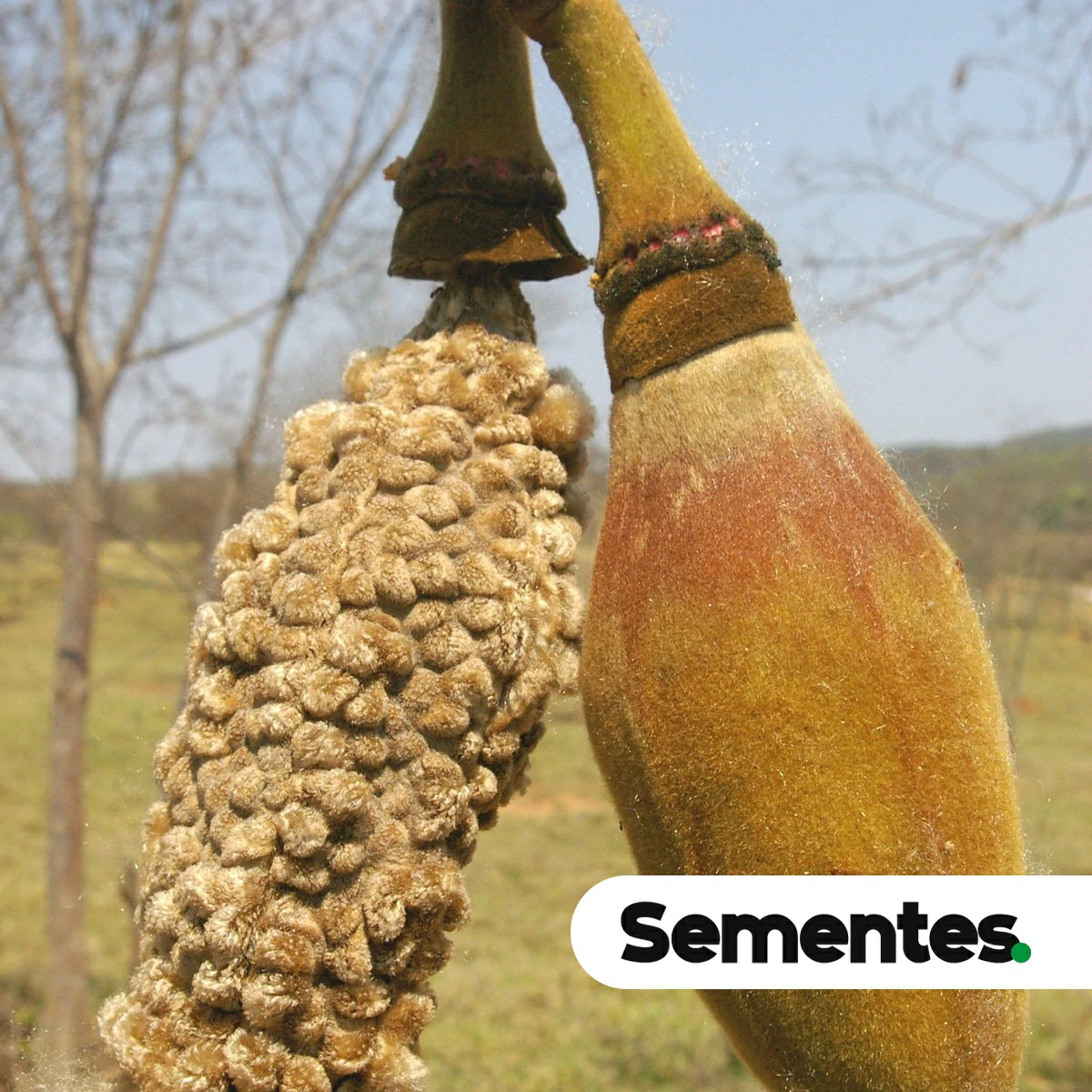 Pseudobombax tomentosum (Mart.) A.Robyns 2