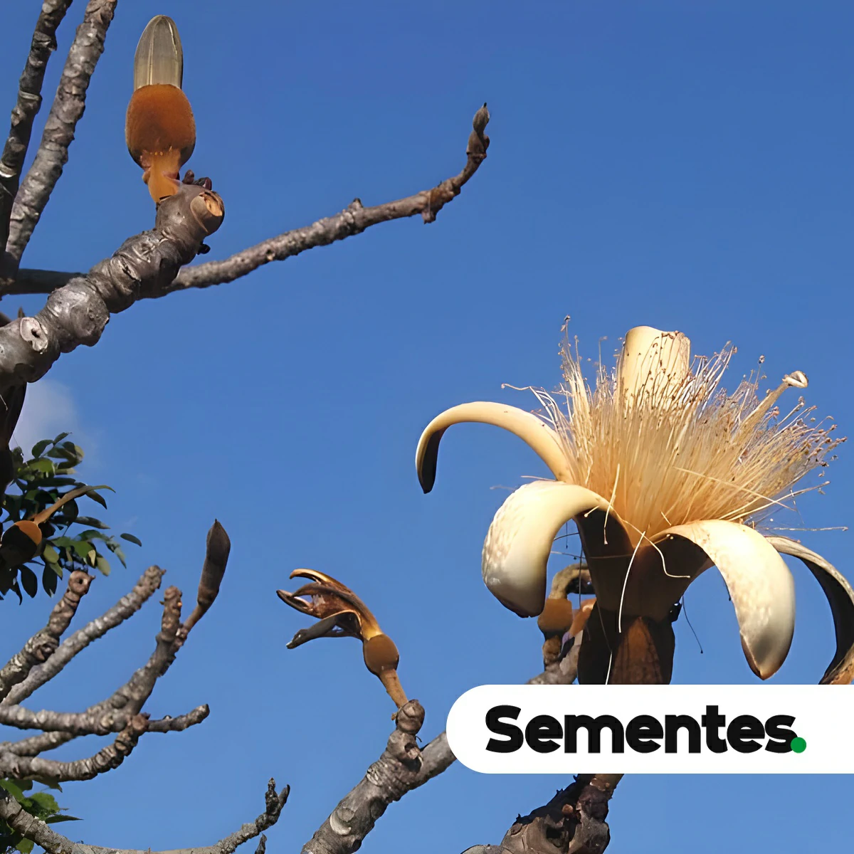 Pseudobombax tomentosum (Mart.) A.Robyns 6