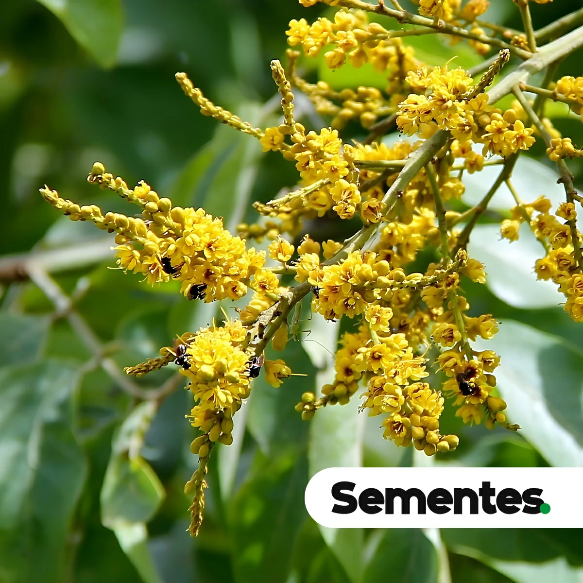 Sementes de Tachigali aurea