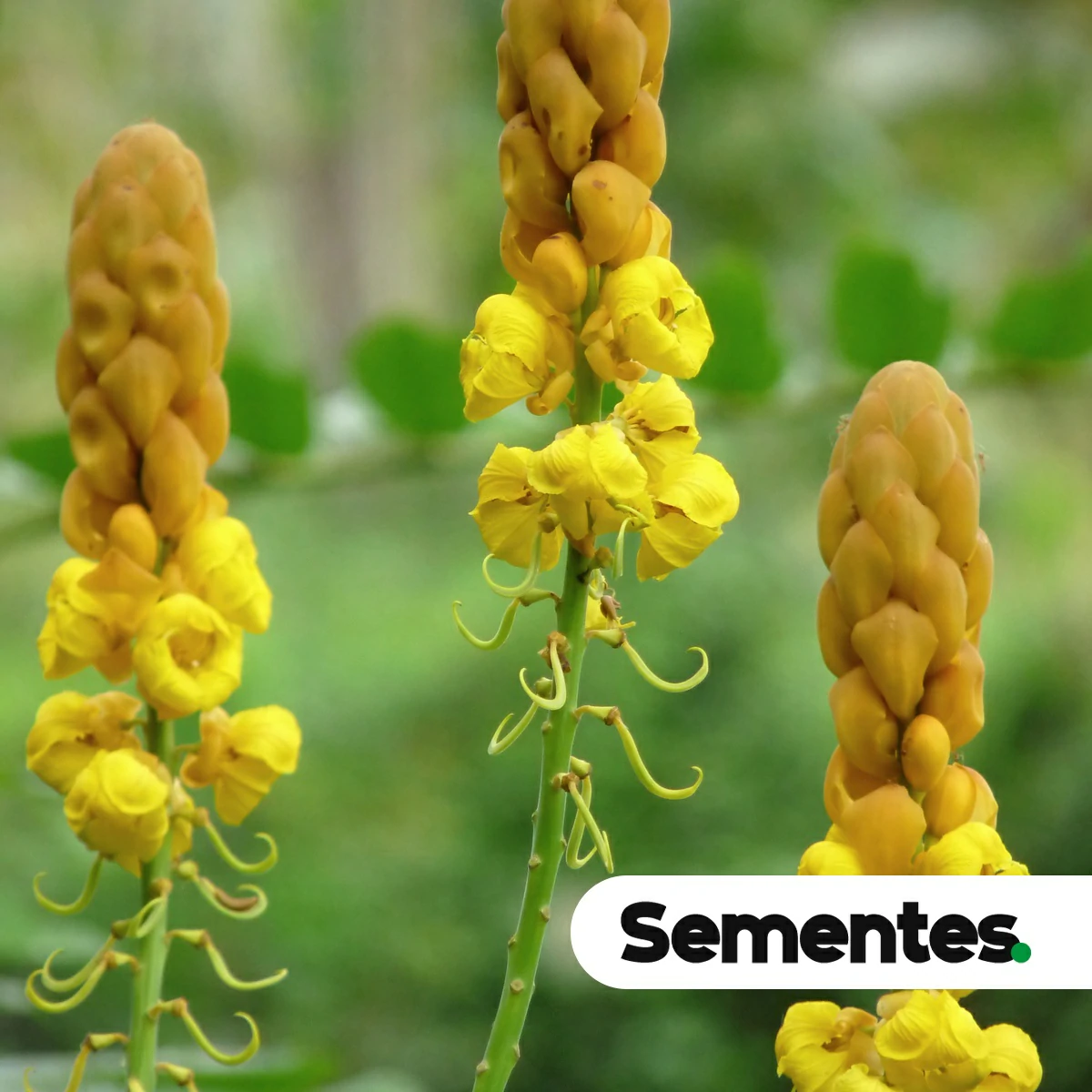 Sementes de Senna alata