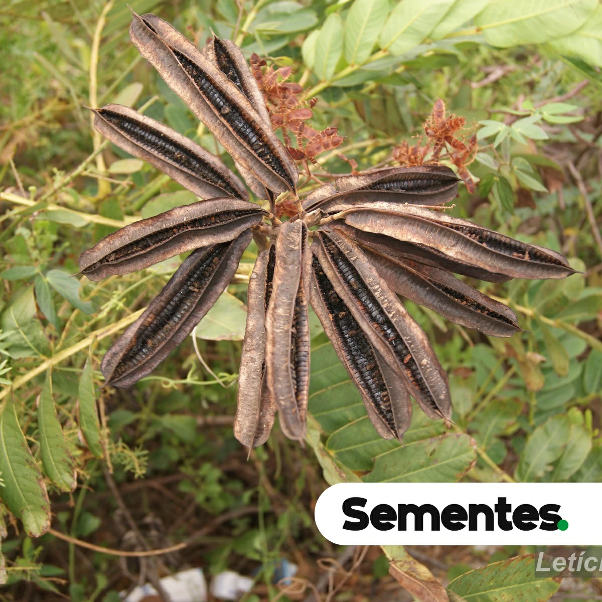 Senna alata (L.) Roxb. 2
