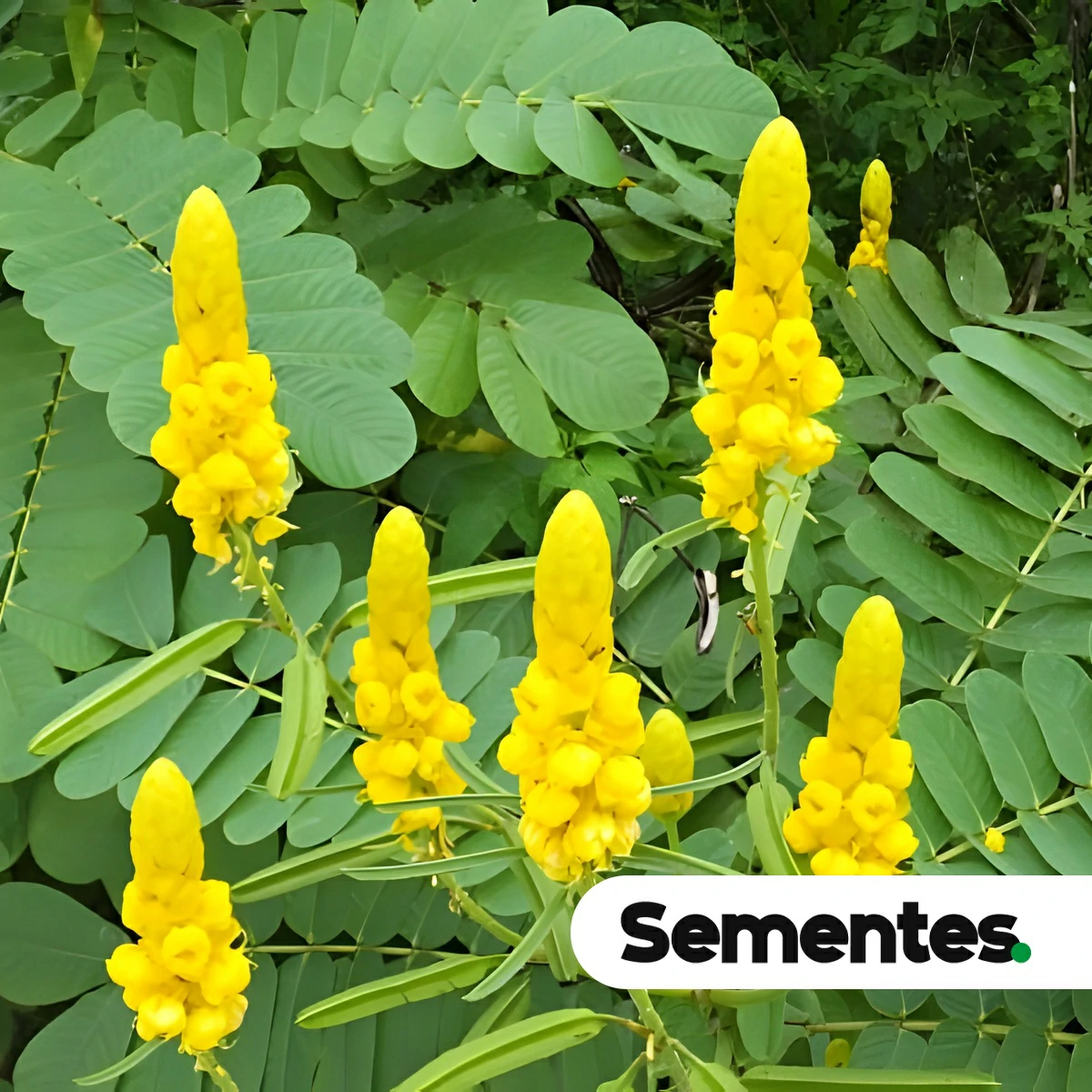 Senna alata (L.) Roxb. 3