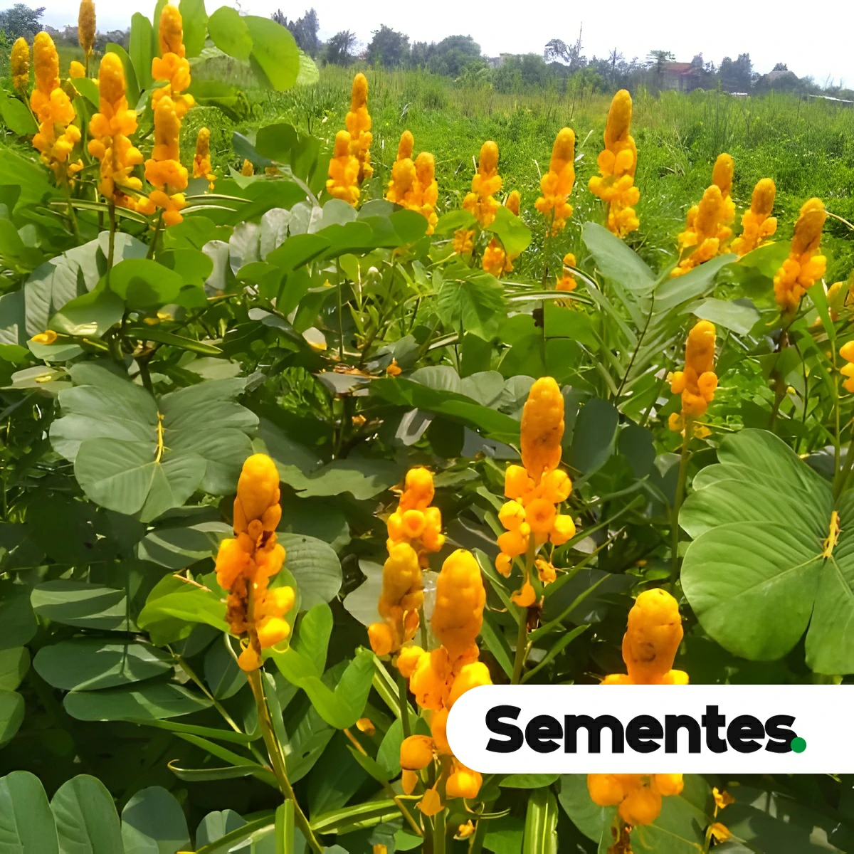 Senna alata (L.) Roxb. 4
