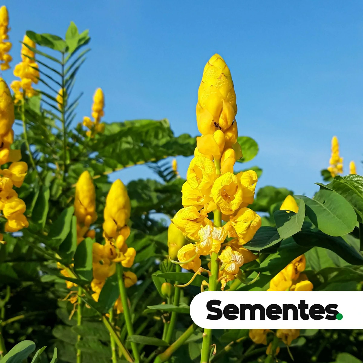 Senna alata (L.) Roxb. 5