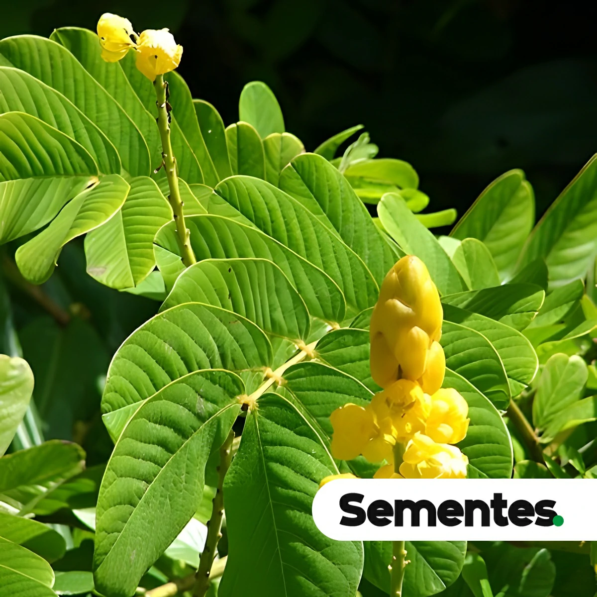 Senna alata (L.) Roxb. 6