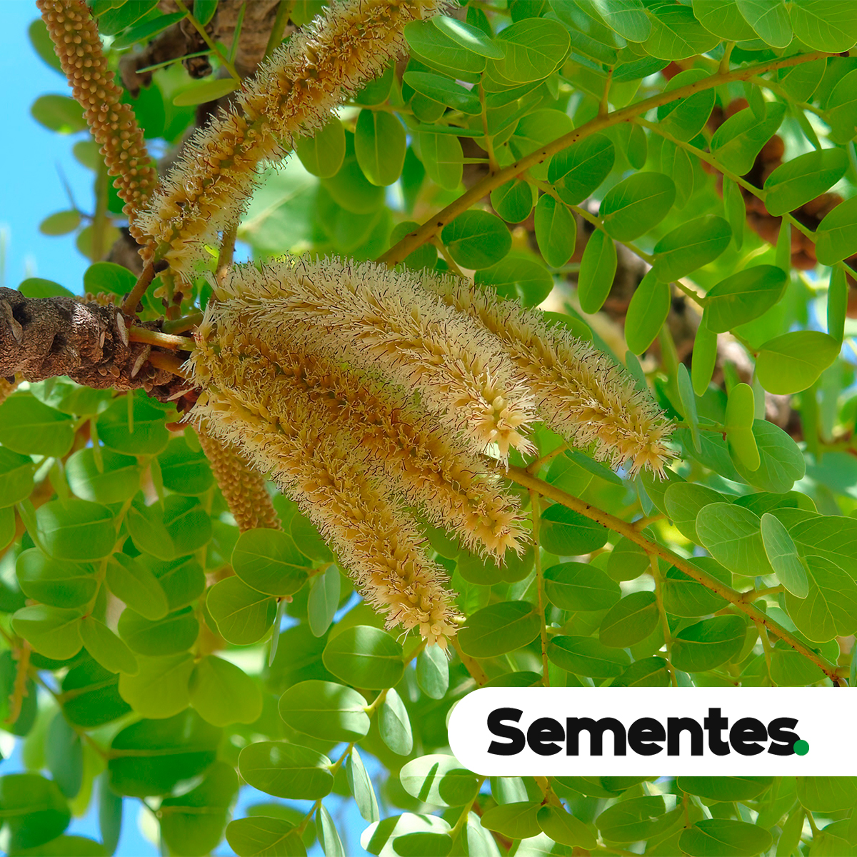 Sementes de barbatimão