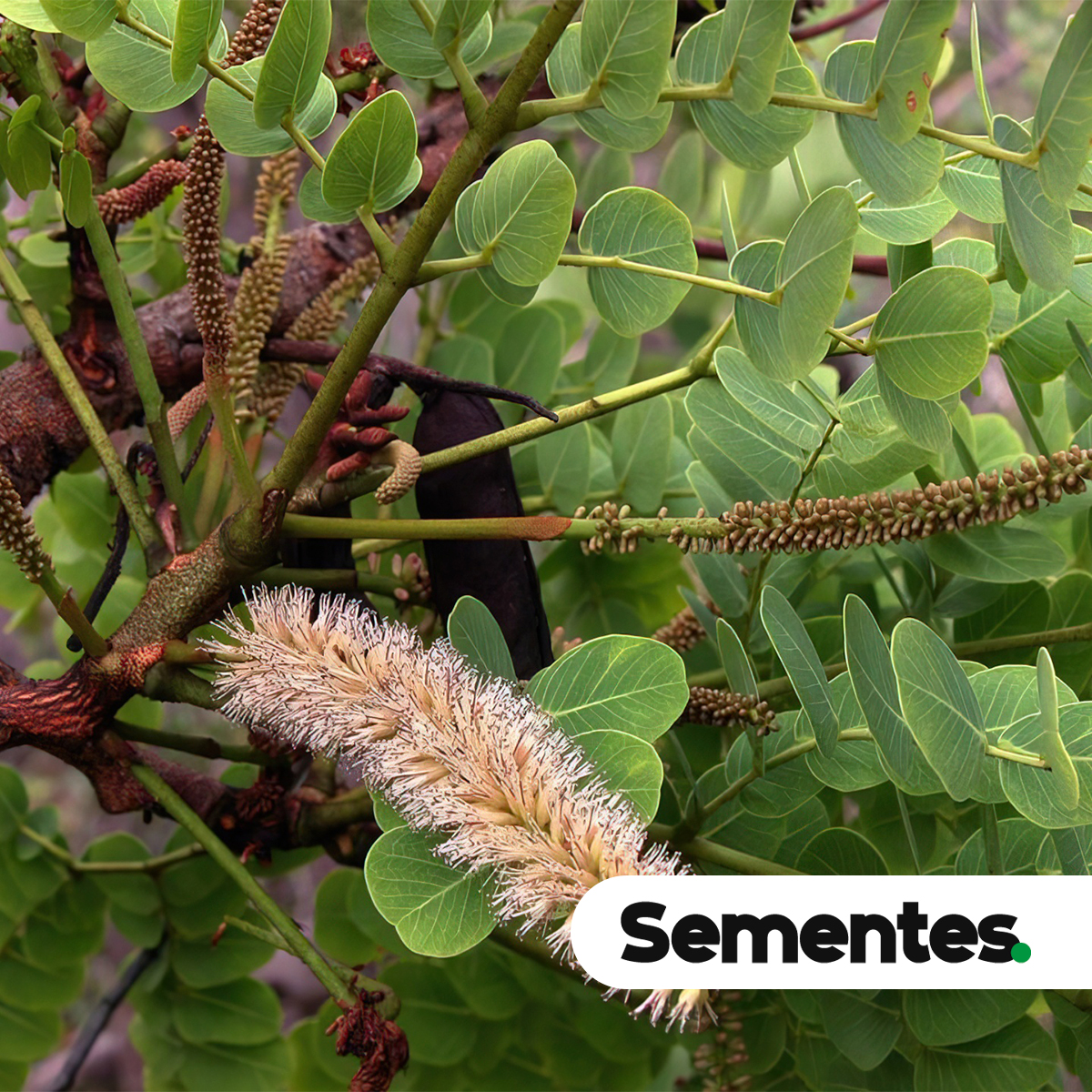 Stryphnodendron adstringens (Mart.) Coville 2