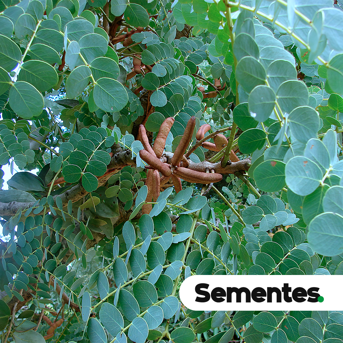 Stryphnodendron adstringens (Mart.) Coville 3