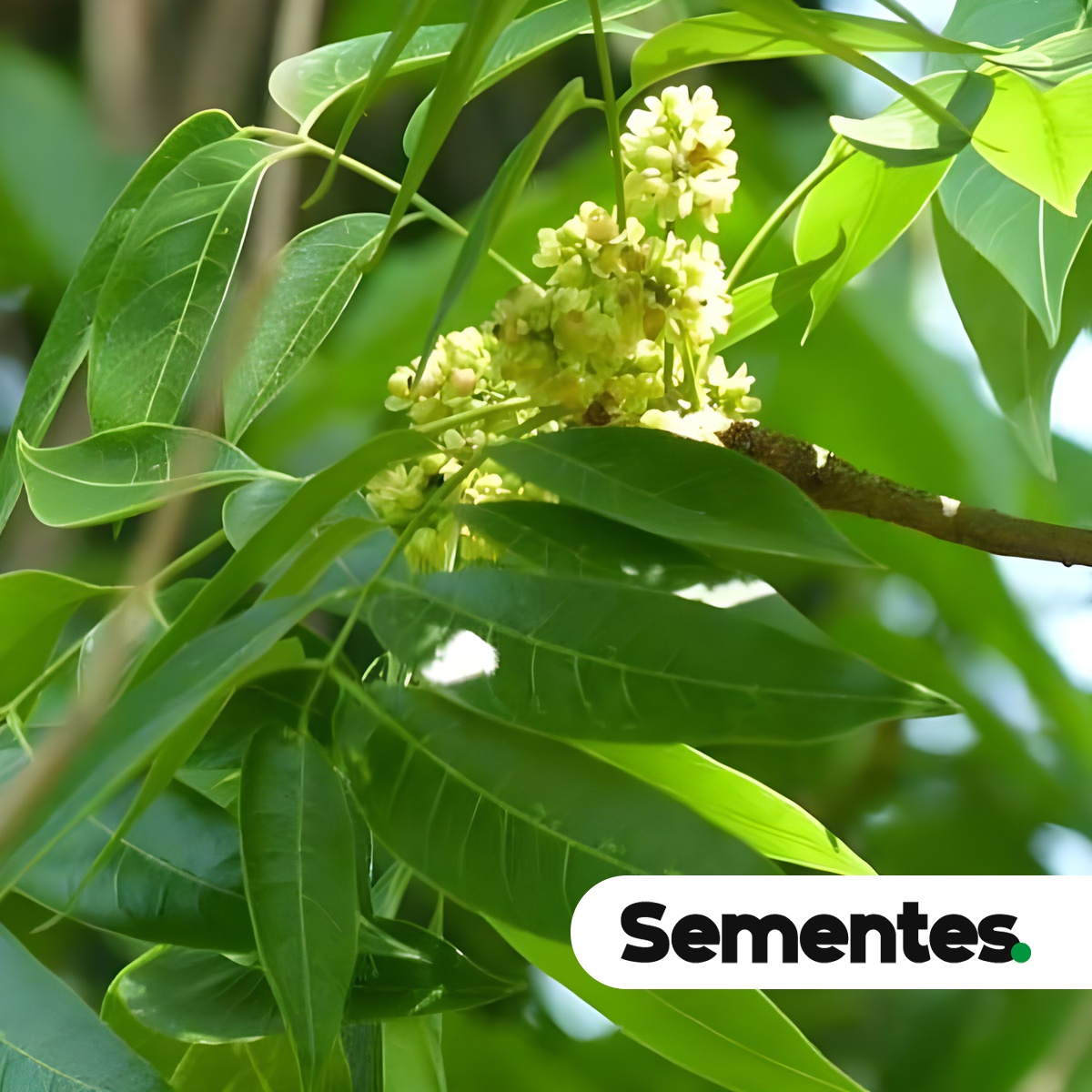 Swietenia macrophylla King 2