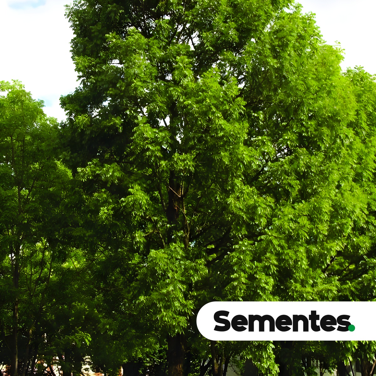 Swietenia macrophylla King 3