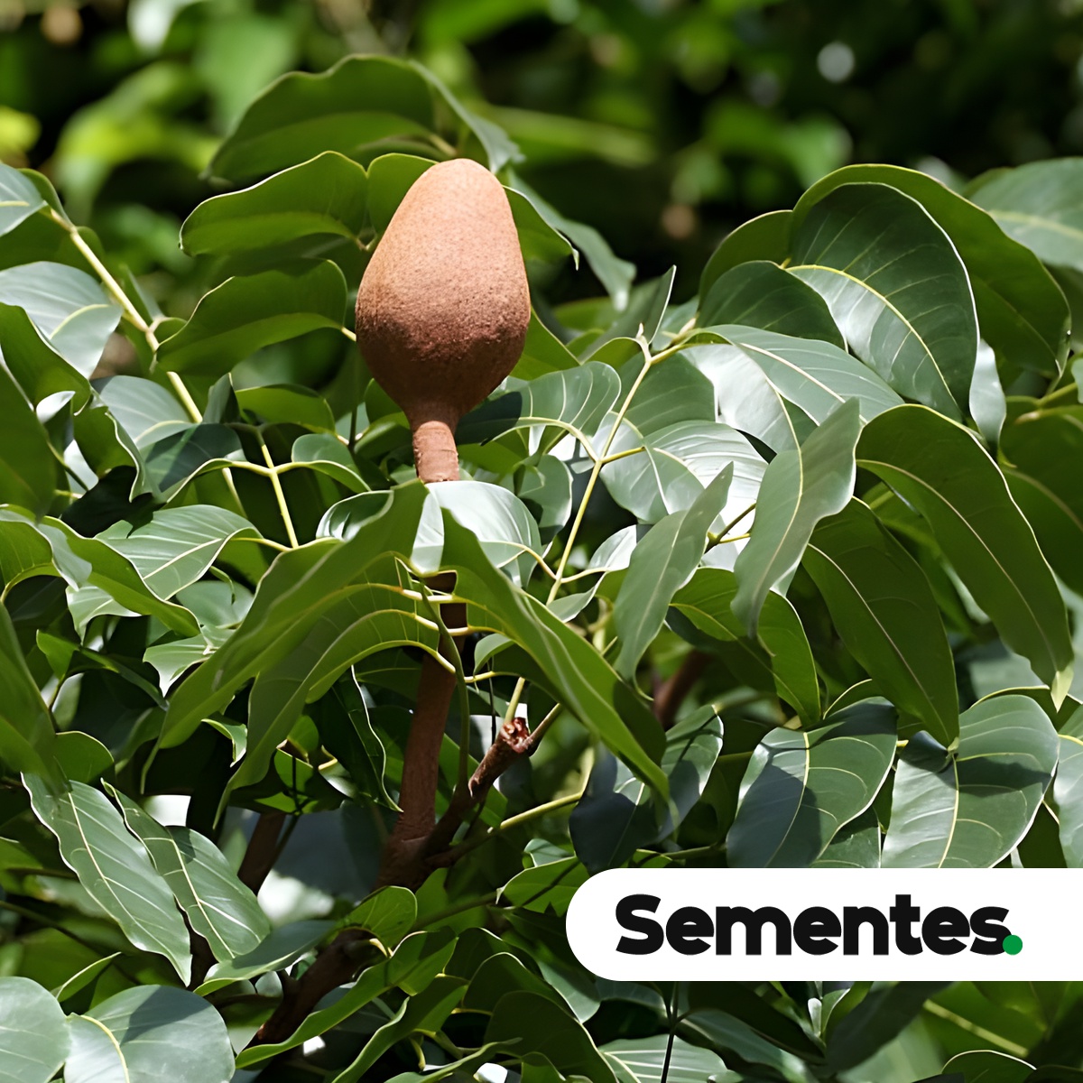 Swietenia macrophylla King 4