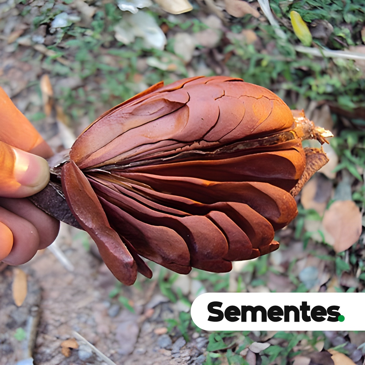 Swietenia macrophylla King 5