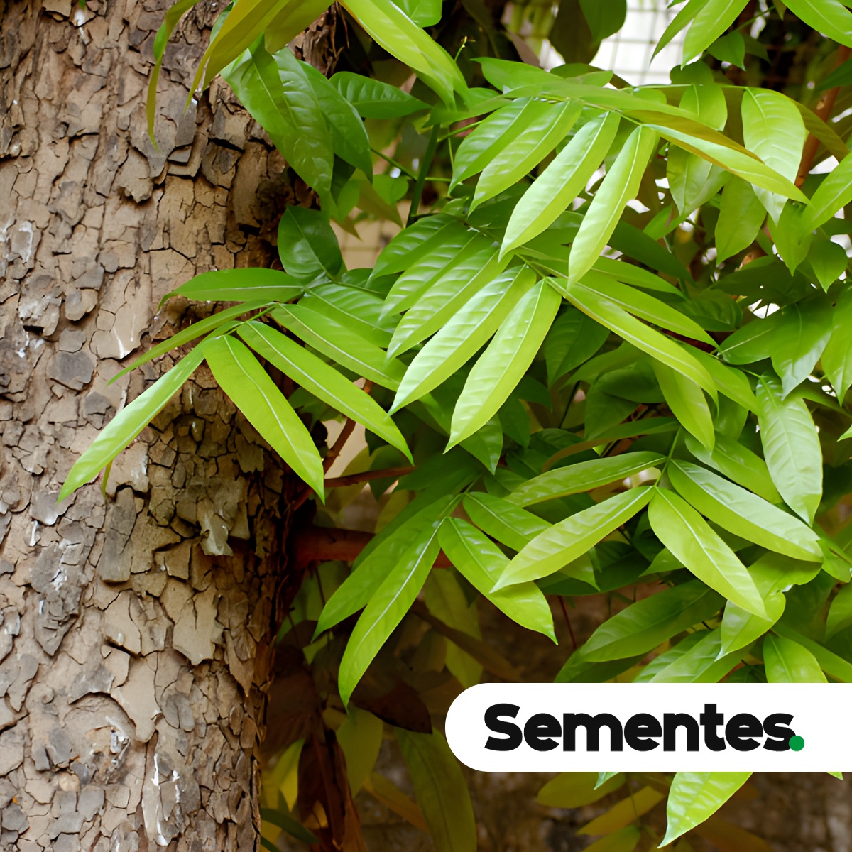 Swietenia macrophylla King 6