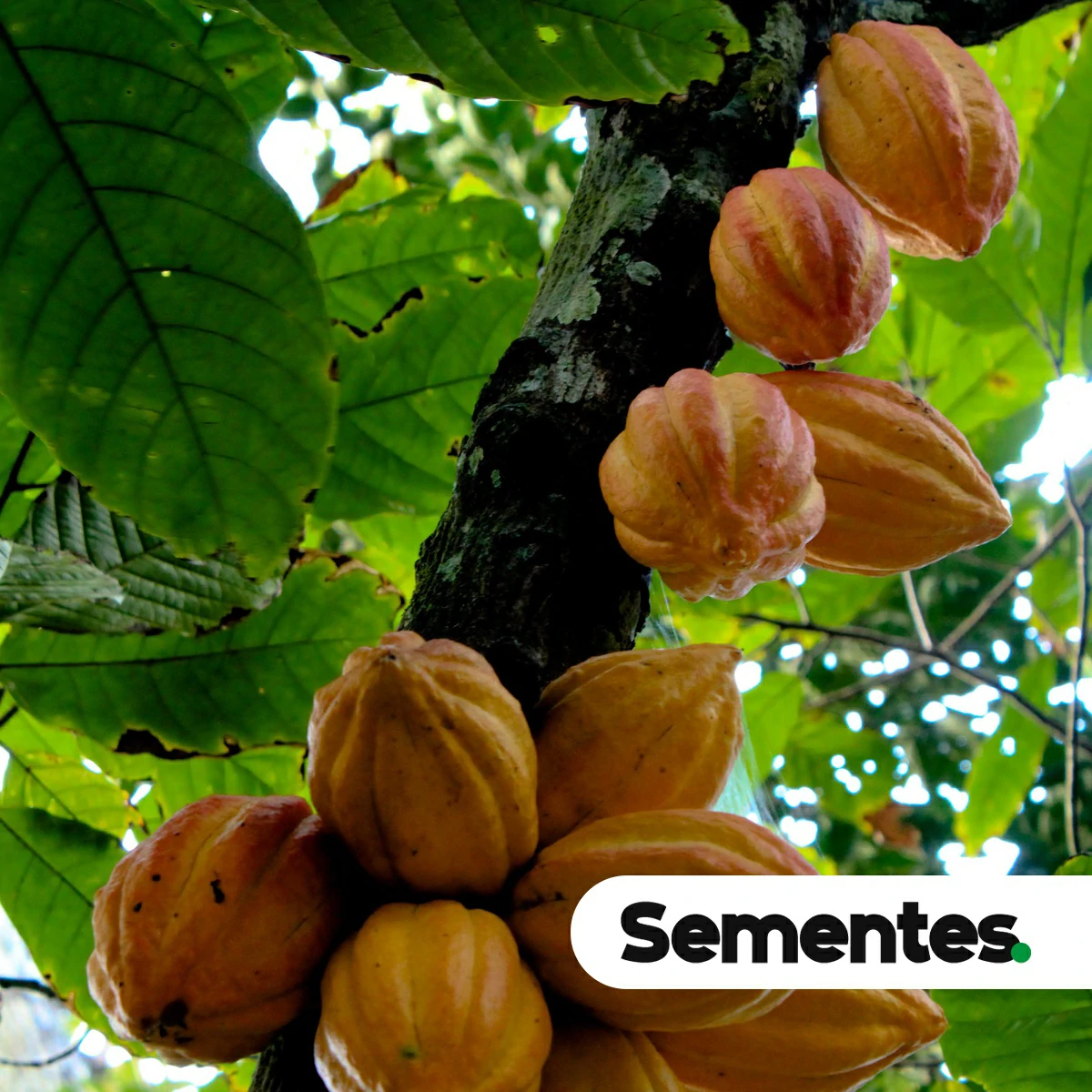 Sementes de cacau