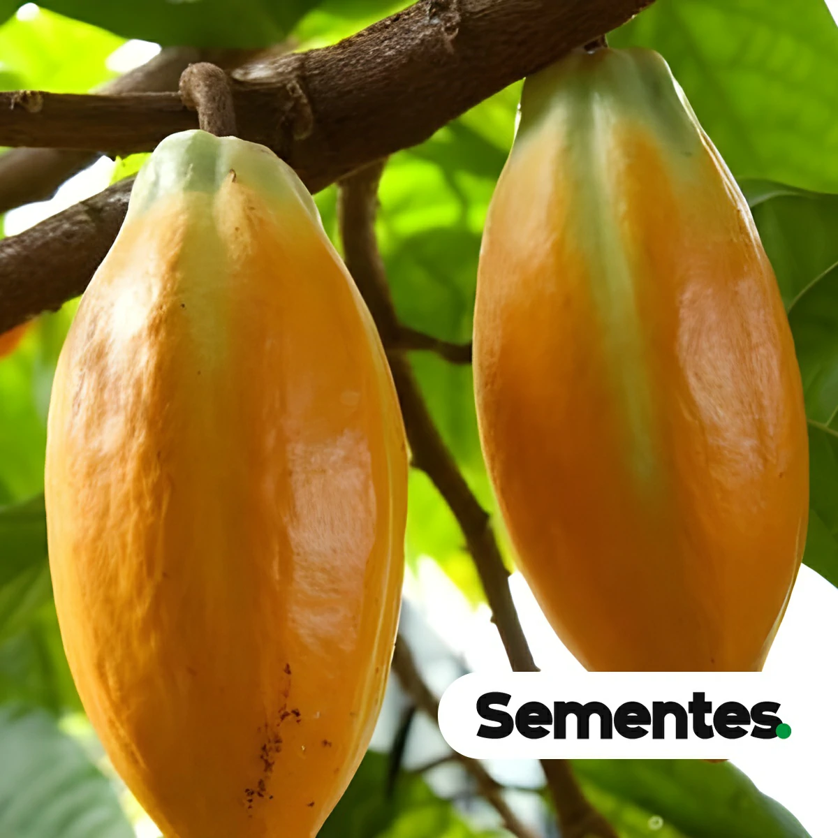 Theobroma cacao L. 2