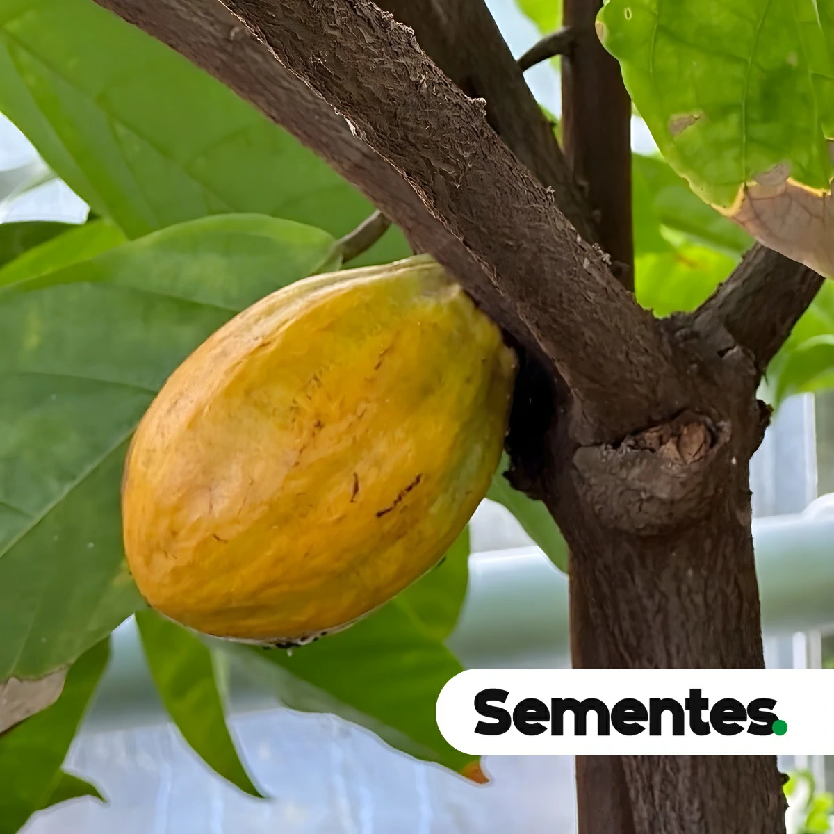 Theobroma cacao L. 3