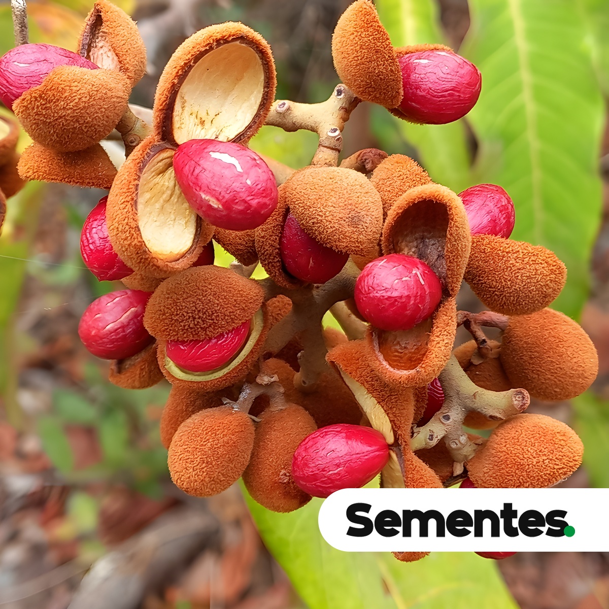 Virola sebifera Aubl.