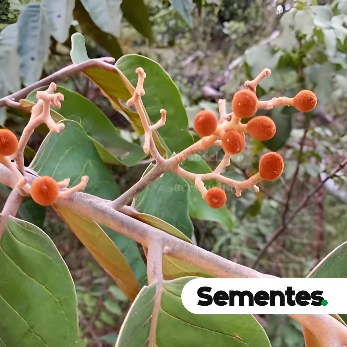 Virola sebifera Aubl. 5