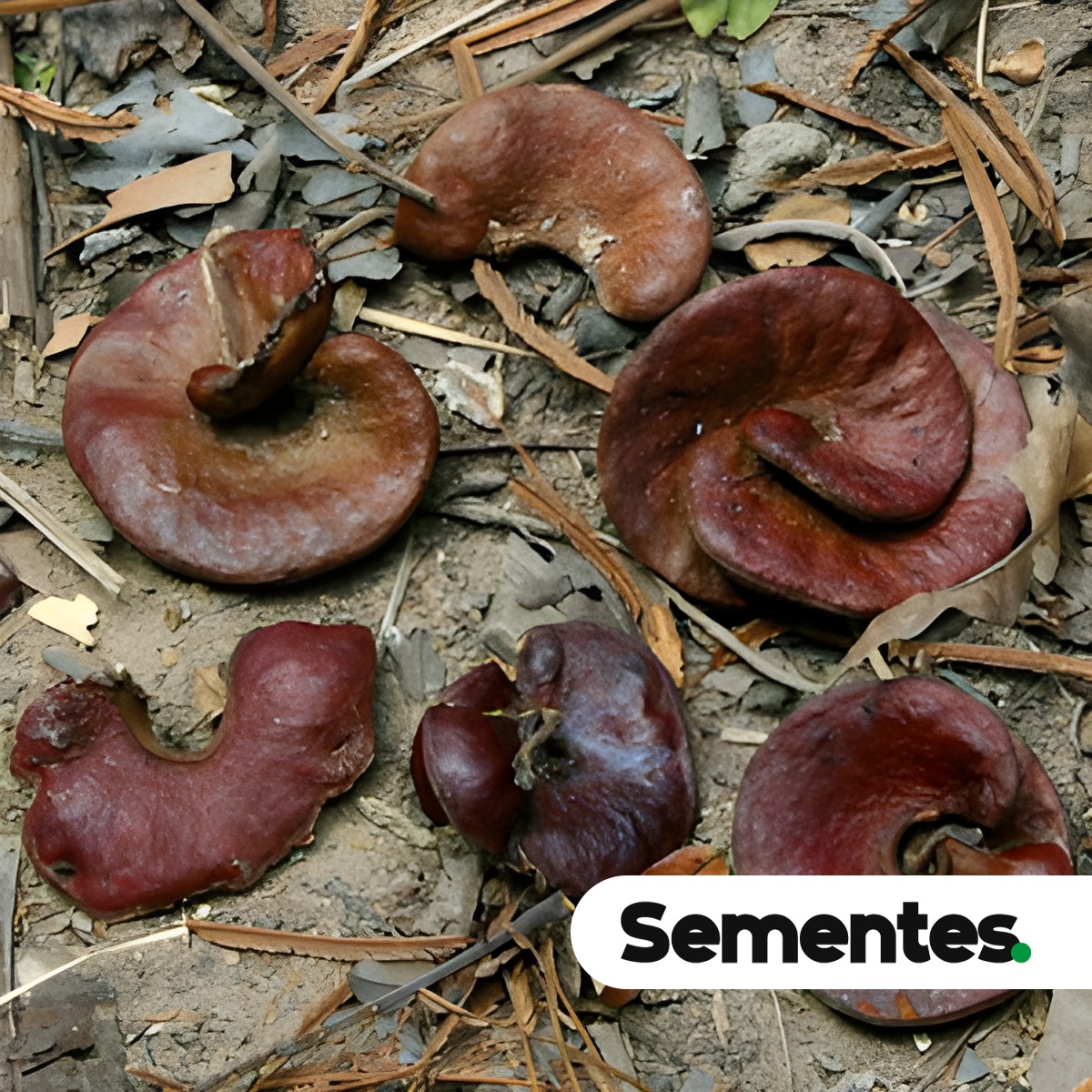 Enterolobium schomburgkii (Benth.) Benth. 2