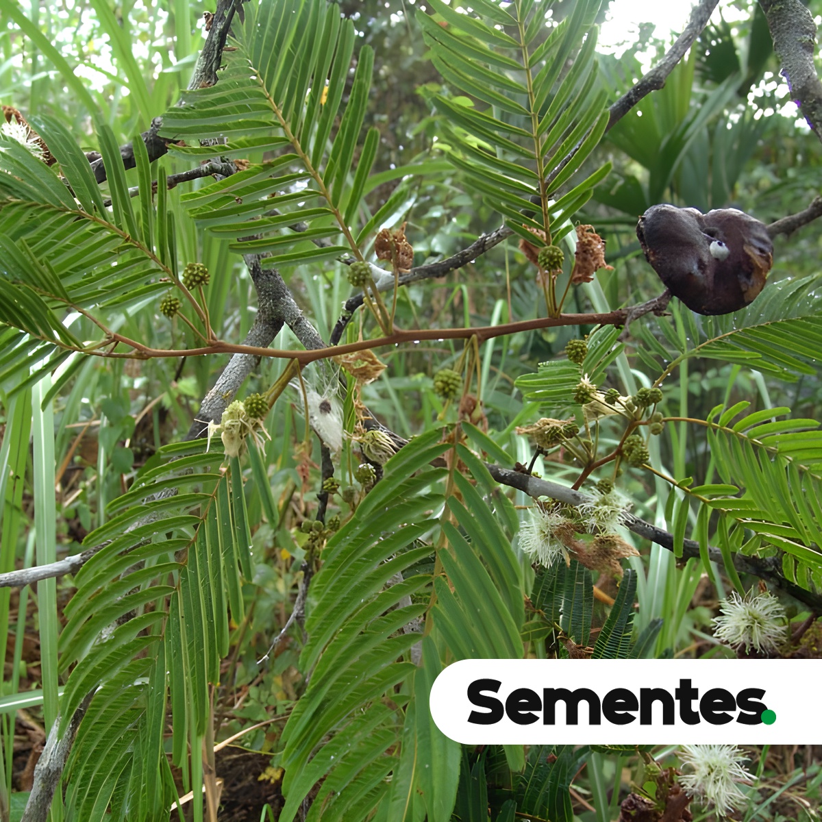 Enterolobium schomburgkii (Benth.) Benth. 3