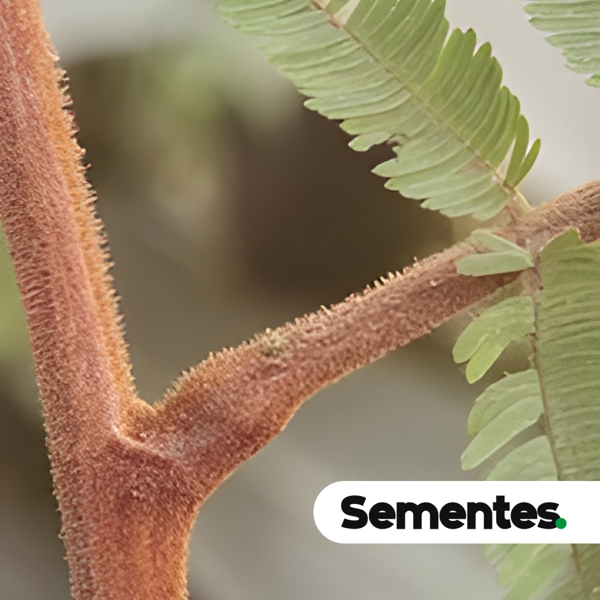 Enterolobium schomburgkii (Benth.) Benth. 5