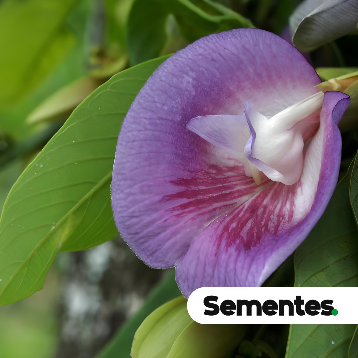 Clitoria fairchildiana R.A.Howard