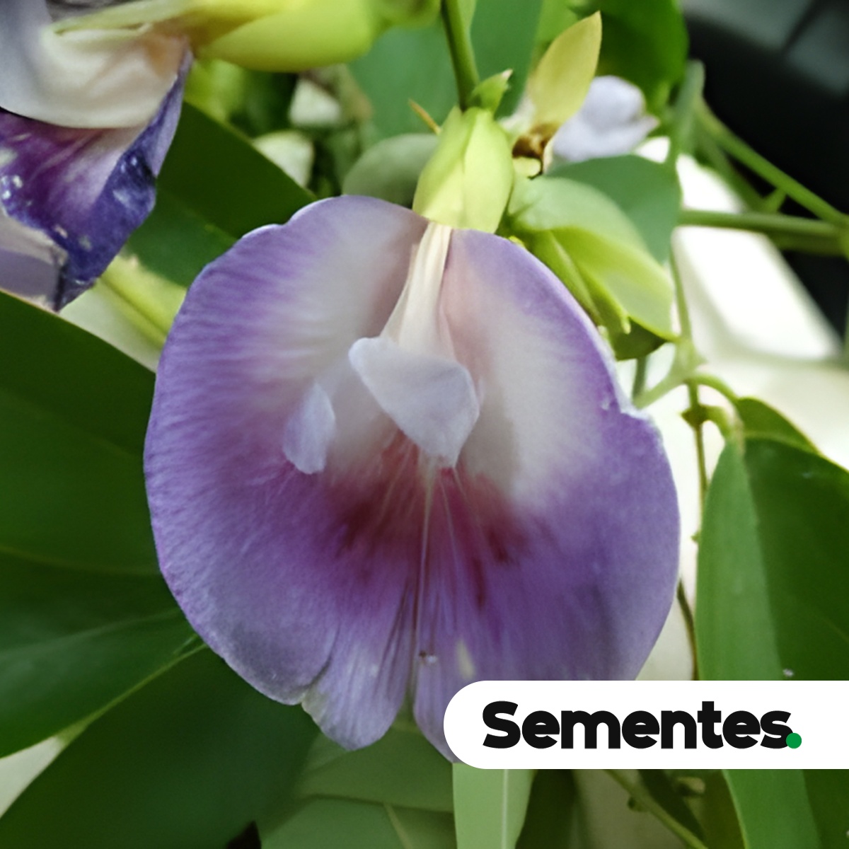 Clitoria fairchildiana R.A.Howard 2