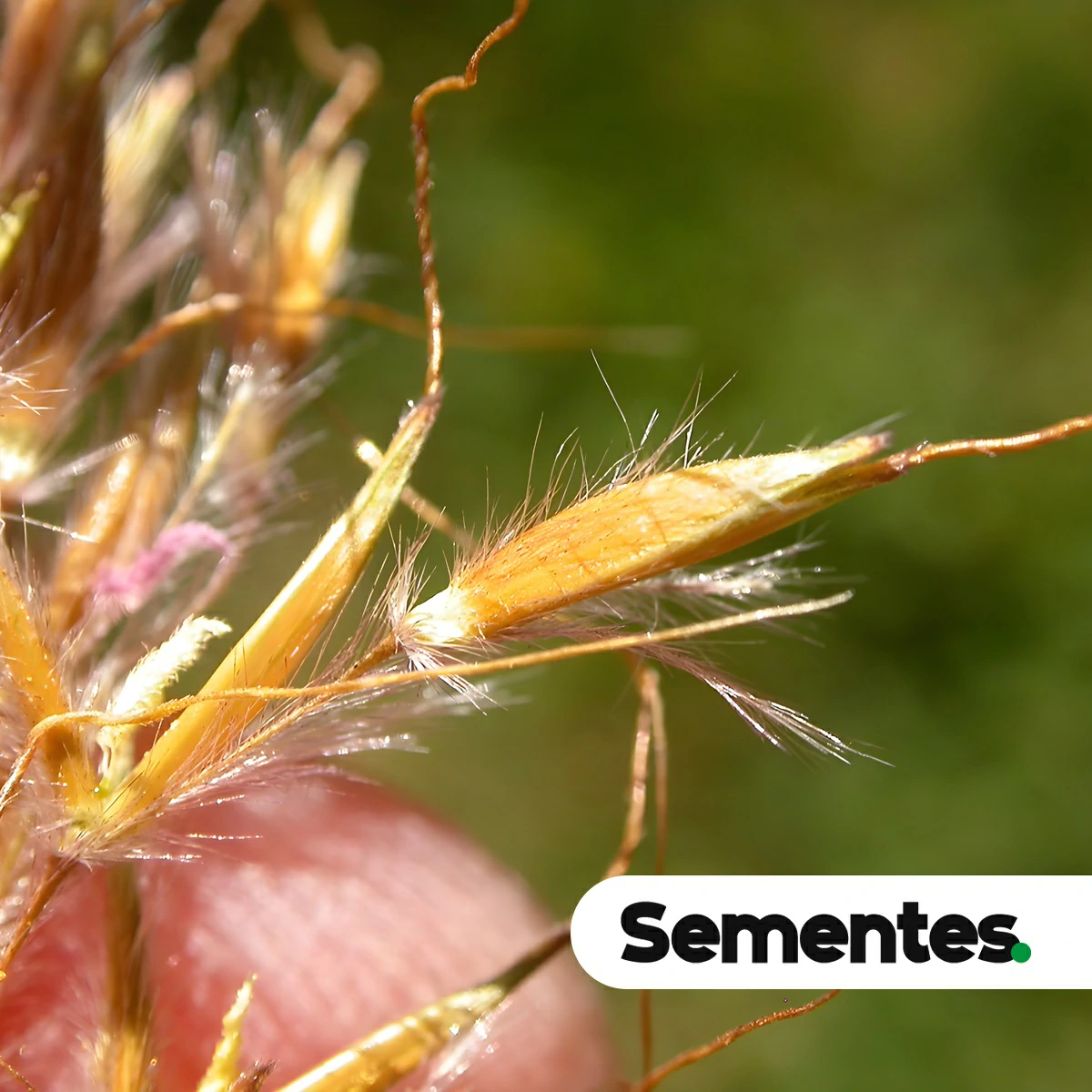 Sorghastrum setosum (Griseb.) Hitchc.
