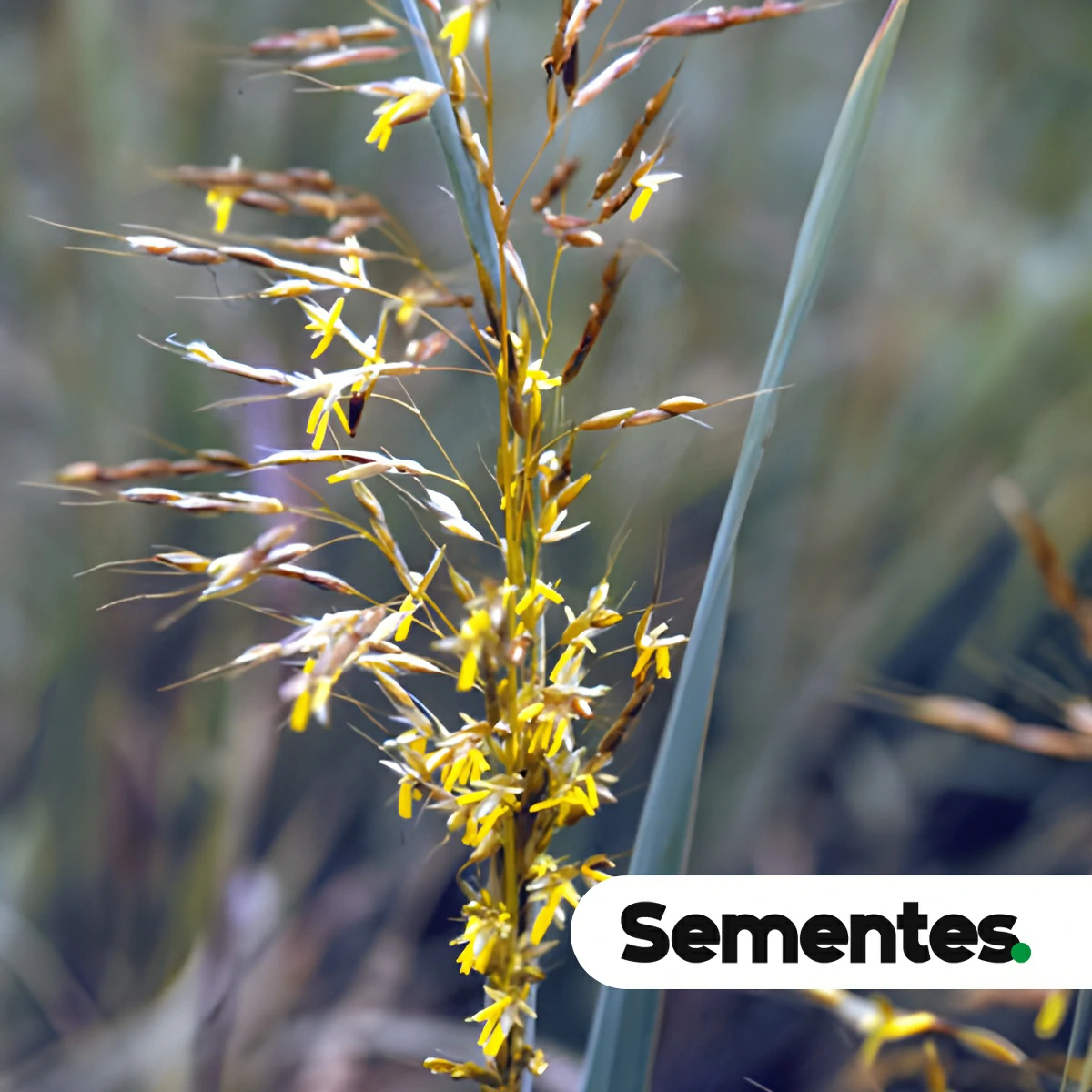 Sorghastrum setosum (Griseb.) Hitchc. 2