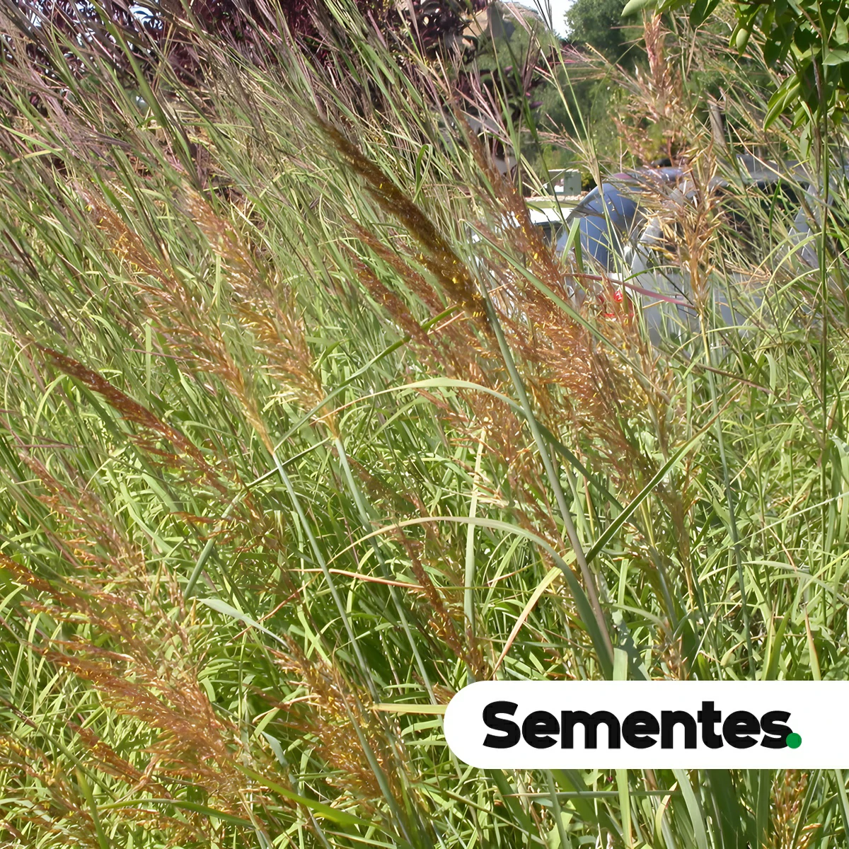 Sorghastrum setosum (Griseb.) Hitchc. 3